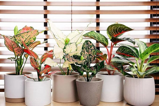 Gardenera GARDENERA Aglaonema Plant Potting Soil - Enhance Foliage Beauty and Health with Professional Grade Nutrient-Rich Mix - 3 Quart, MAIN-AGLAONEMA-3QT