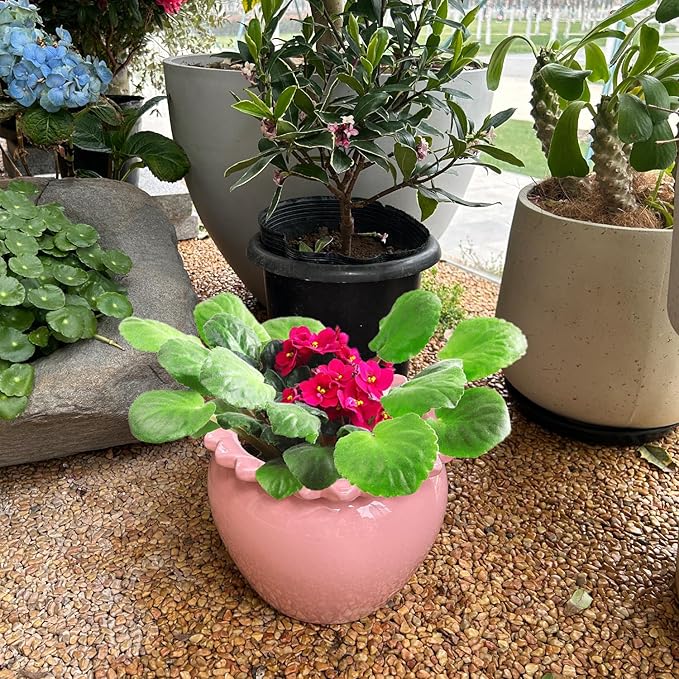 8in Pink Ceramic Self Watering Planter - Terracotta Maintenance Plant Seeder for Indoor African Violet Plants