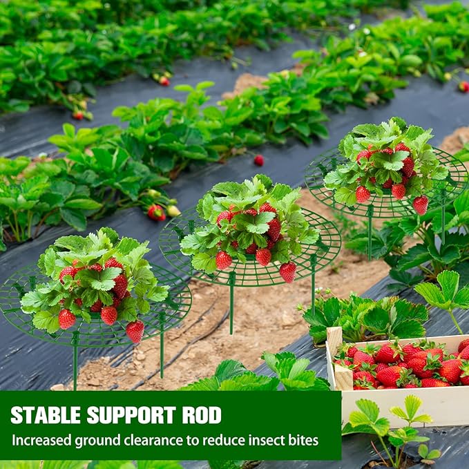 Irenare 24 Pack Strawberry Plant Support with Plant Labels Large Size Strawberry Growing Racks Growing Frame Stand Holder for Keeping Garden Strawberry Clean