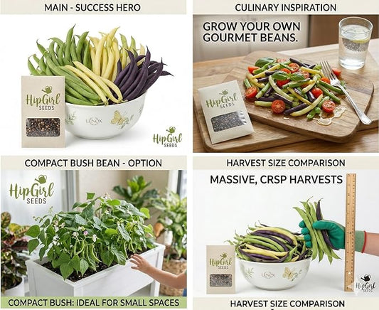 Bean Seeds for Planting Vegetables and Fruits. Pole Beans,Bush Beans,Romano Beans.Non GMO Garden Seeds for Home Vegetable Garden-Organic Bush Bean Mix 45ct+ Purple,Yellow&Green Bean Seeds, No Trellis