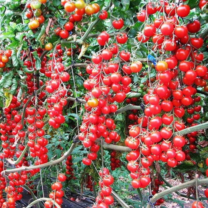 Seeds Vine Red Tomato Indeterminate Non GMO Vegetable for Planting