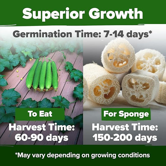 HOME GROWN Luffa Seeds 2 Pack(Luffa aegyptiaca) 80 Heirloom Non GMO Loofah Gourd Seeds for Planting High Germination Rate - Make Sponges or Harvest Young Loofahs for Eating