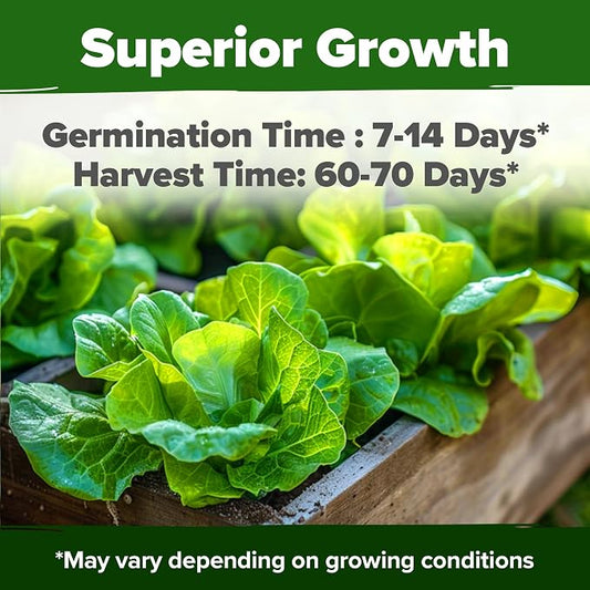 HOME GROWN Buttercrunch Lettuce Seeds 3950+ Bulk Pack Heirloom Non-GMO, High Germination, Bibb Lettuce for Planting, Indoor Outdoor Hydroponic Garden, Heat Tolerant,Year-Round Harvest (Lactuca sativa)