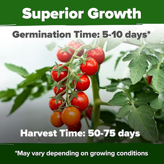 HOME GROWN Large Red Cherry Tomato Seeds 500+ Heirloom Non GMO Seeds for Planting, High Germination, Indeterminate, Sweet & Juicy Salad Tomatoes, Prolific Garden Crop, Homestead (Solanum lycopersicum)