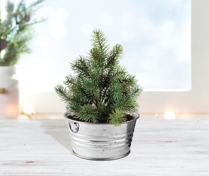 Buzzy Seeds Spruce Christmas Tree Grow Kit - Metal Windowsill Planter - Complete Indoor/Outdoor Gardening Kit with Seeds, Coconut Husk Growing Medium & Genuine Pots - 100% Grow Guarantee