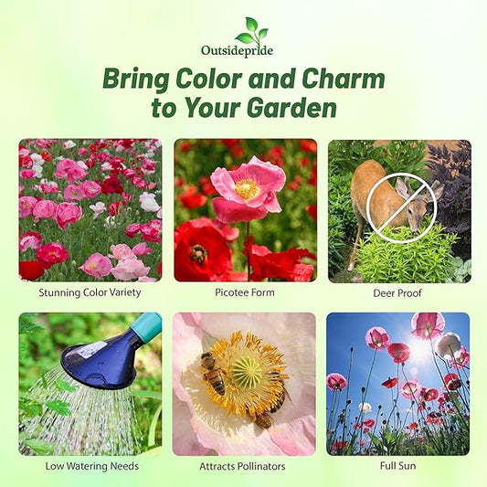 Outsidepride Shirley Poppy Seeds for Planting - 1/4 lb Annual, Drought-Tolerant & Easy to Grow Wildflower Seeds with Vibrant Mix Blooms for Landscaping, & Pollinator Garden
