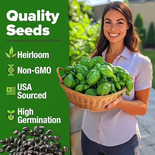 HOME GROWN Genovese Basil Seeds 2 Pack - 3500 Non GMO Heirloom Basil Seeds for Planting (Ocimum basilicum) - Herb Seeds for Indoor & Outdoor Gardening - Grow for Culinary Use