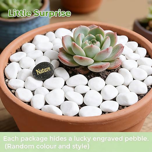 SIDONG 5 LB White River Rocks, 0.4-1.2 Inches Matte Pebbles for Indoor Plants, Aquarium Rocks Used in Fish Tank, Decorative Stones for Plants, Vases, Home Décor, Crafting, Garden Landscaping
