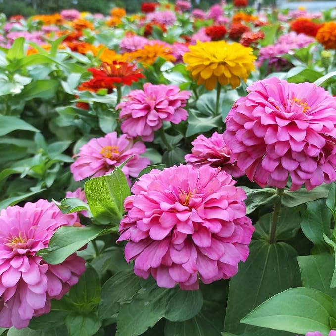 LUOJIBIE Zinnia Seeds for 2026, 10,000+ California Giant Zinnia Seeds Bulk, Double Dahlia Zinnia Mixed Color Seeds, Flower Seeds for Planting Outdoor Garden, Non-GMO Heirloom, Easy to Grow