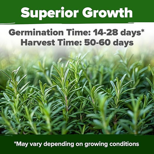 HOME GROWN Rosemary Seeds Pack - 300 High Germinating Heirloom Herb Seeds for Planting in Indoor or Outdoor Herb Gardens (Salvia rosmarinus)
