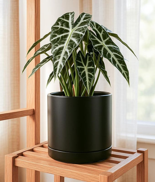 D'vine Dev Set of 2 Plants Pots, 10 Inch Ceramic Planter Pot for Plants with Drainage Hole and Saucer, Black, 94-V-E-2