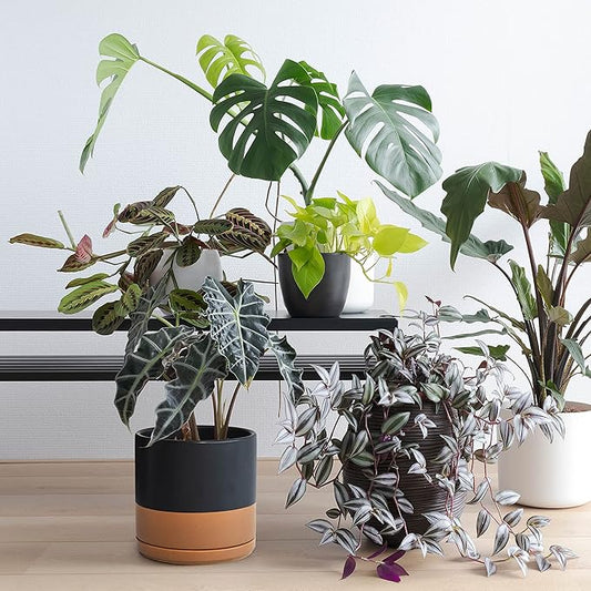 D'vine Dev Set of 2 Plants Pots, 8 Inch Ceramic Planter Pot for Plants with Drainage Hole and Saucer, Black/Speckled Tan, 94-V-D-7