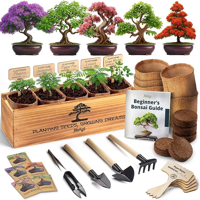 keeping bonsai trees indoors Bonsai Tree Kit for Beginners – 5X Unique Japanese Bonzai Trees