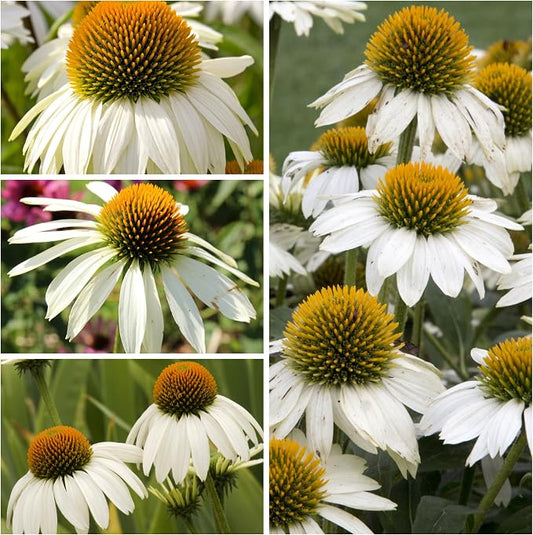 Seed Needs White Swan Coneflower Seeds to Plant Echinacea Flowers 2 Packs