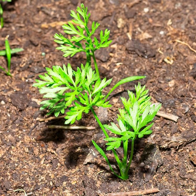 Seed Needs Rainbow Mixed Carrot Seeds to Plant Heirloom & Non-GMO 5 Packs