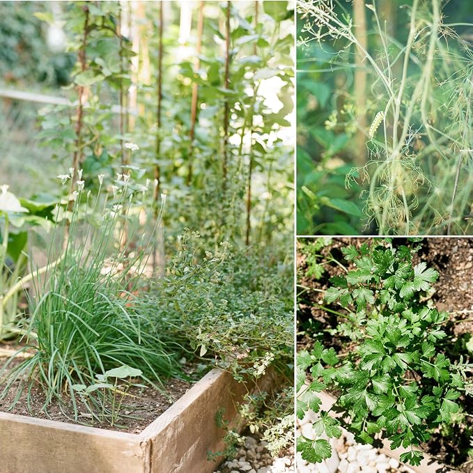 Sereniseed Certified Organic Herb Seeds (35-Pack) – Non GMO, Heirloom – Seed Starting Video – Basil, Cilantro, Oregano, Thyme, Parsley, Lavender, Chives, Sage, Dill Seeds for Indoor & Outdoor Planting