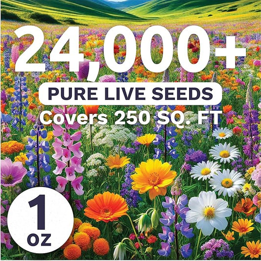 Pacific Northwest Regional Mix - Large 1 Ounce Packet - 24,000 Flower Seeds for Planting - Wildflower Mix