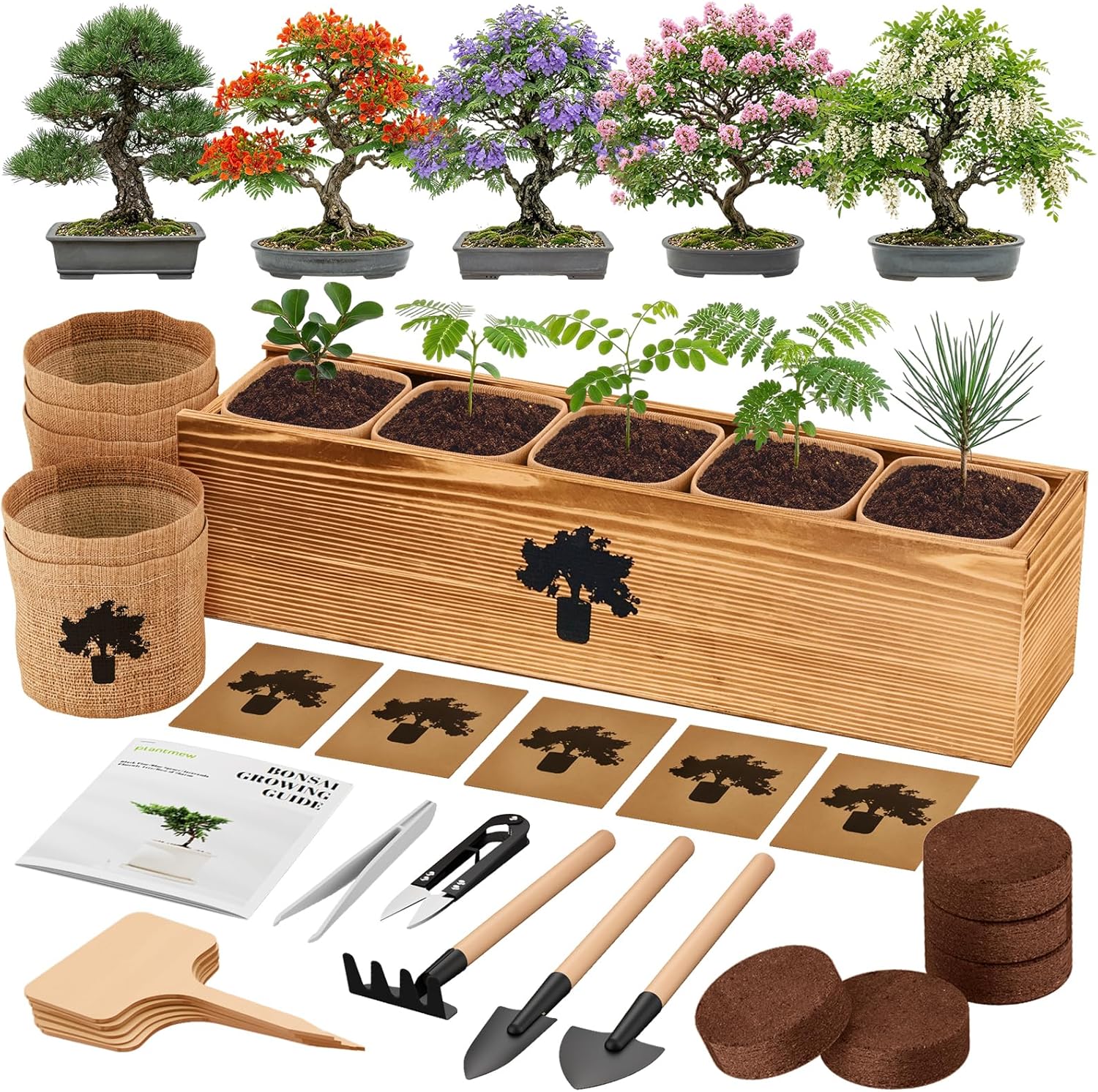 Bonsai Tree Starter Kits