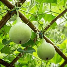 Indian Round Bottle Gourd Seeds for Planting, Easy to Grow Vegetable Seeds for Home Garden, Terrace Gardening, Balcony Planters, and Outdoor Growing (Pack of 25)