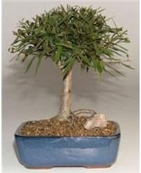 Willow Leaf Ficus Bonsai Tree - Complete Starter Kit