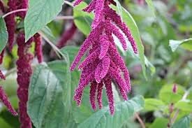 500+ Pcs Amaranth Seeds for Planting, Non-GMO, High Germination, Red and Green Leaf Variety, Vegetable Seeds for Microgreens, Sprouts, Home Garden, Indoor or Outdoor Containers