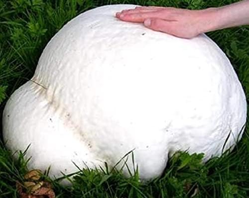 Giant Puffball Mushrooms Non GMO for Planting Mycelium Spawn Spores