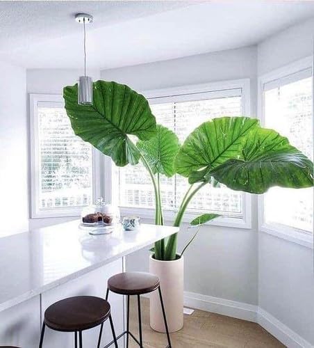 Gardenera Elephant Ear Plant Potting Mix - Premium Quality Blend for Strong Root Development and Resilient Plants - 4 Quart