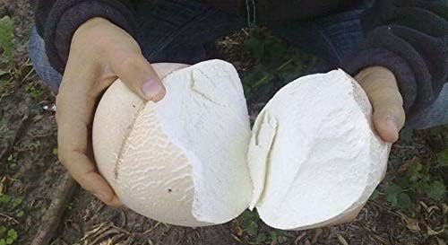 Giant Puffball Mushrooms Non GMO for Planting Mycelium Spawn Spores