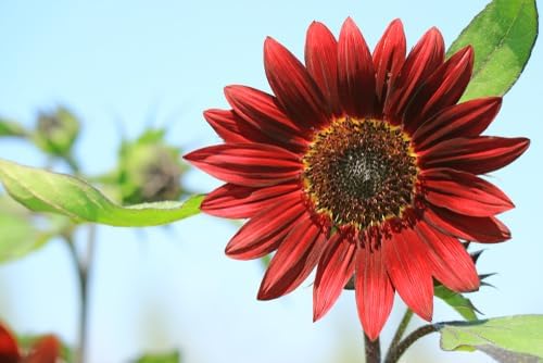 Red Sunflower Seeds for Planting - 50 Heirloom Non GMO Velvet Queen Flower Seeds Plant & Grow Home Outdoor Annual Garden - 1 Packet