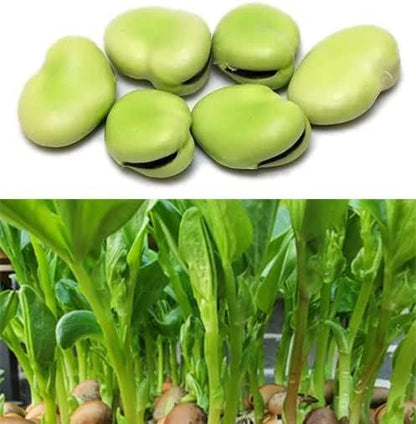 Bean Seeds for Planting Vegetables and Fruits. Pole Beans,Bush Beans,Romano Beans.Non GMO Garden Seeds for Home Vegetable Garden-40g(22ct+) Chinese Broard Bean Fava Bean Seed, Veggie Cover Crop 蚕豆