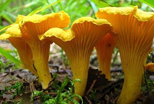 Spores Mushroom Golden Chanterelle Seeds Mycelium Spawn Dried Hierloom Non GMO