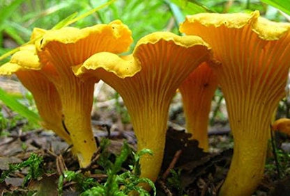 Spores Mushroom Golden Chanterelle Seeds Mycelium Spawn Dried Hierloom Non GMO