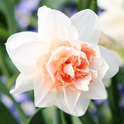 My Story Double Daffodil Flower Bulbs - 10 Bulbs per Pack - Pleasantly Scented - Deer Resistant - Good as Cut Flowers - Grows Well in Containers - Perennializing