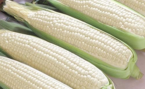 Seeds White Sugar Corn Sweet Giant Silver Queen Hybrid Vegetable Non GMO for Planting