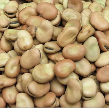 Bean Seeds for Planting Vegetables and Fruits. Pole Beans,Bush Beans,Romano Beans.Non GMO Garden Seeds for Home Vegetable Garden-40g(22ct+) Chinese Broard Bean Fava Bean Seed, Veggie Cover Crop 蚕豆