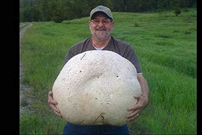 Giant Puffball Mushrooms Non GMO for Planting Mycelium Spawn Spores