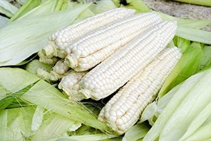 Seeds White Sugar Corn Sweet Giant Silver Queen Hybrid Vegetable Non GMO for Planting