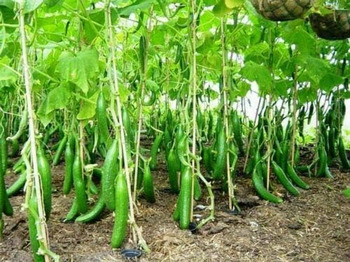 Seeds Cucumber Burpless Chinese Miracle Giant Long Rare Pickling Non GMO Vegetable for Planting