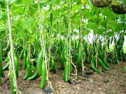 Seeds Cucumber Burpless Chinese Miracle Giant Long Rare Pickling Non GMO Vegetable for Planting