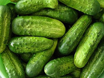 Seeds Cucumber Rodnichok F1 Pickling Heirloom Vegetable Non GMO