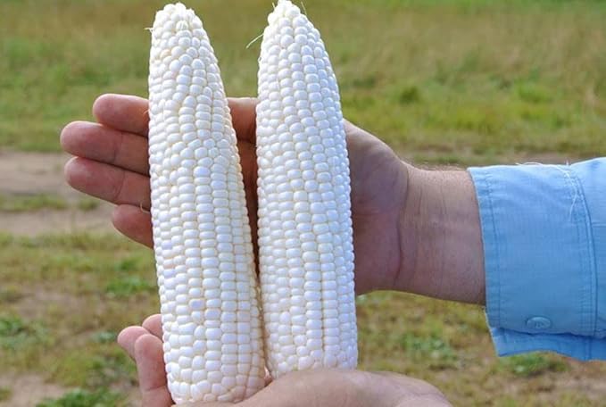Seeds White Sugar Corn Sweet Giant Silver Queen Hybrid Vegetable Non GMO for Planting