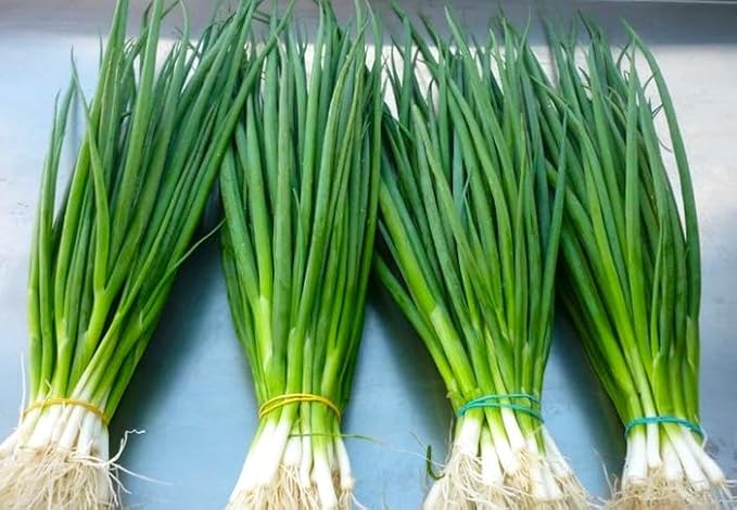 Seeds Japanese Green Onions Tokyo 300+ Seeds for Planting Bunching Onions Perennial