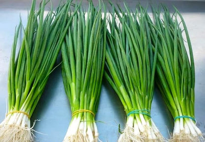 Seeds Japanese Green Onions Tokyo 300+ Seeds for Planting Bunching Onions Perennial