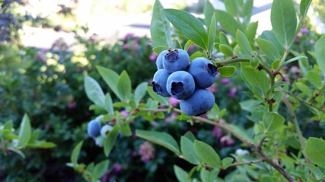 Mix Bonsai Fruit Seeds for Planting – 5 Variety Individual Packs: 40+ Lemon, 20+ Cherry, 40+ Orange, 40+ Apple, 20+ Blueberry Seeds, Organic Heirloom Non-GMO, Indoor/Outdoor Home Garden