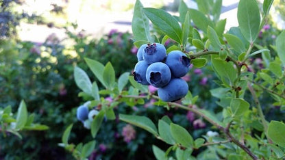 Mix Bonsai Fruit Seeds for Planting – 5 Variety Individual Packs: 40+ Lemon, 20+ Cherry, 40+ Orange, 40+ Apple, 20+ Blueberry Seeds, Organic Heirloom Non-GMO, Indoor/Outdoor Home Garden