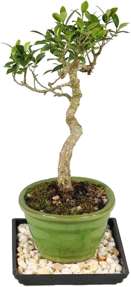 Brussel's Bonsai - Live Golden Gate Ficus Bonsai Tree with Ceramic Bonsai Pot & Humidity Tray, Indoor Bonsai Plant, 7 Years Old, 8-16 Inches Tall, Easy Care Houseplant for Home or Office (Medium)