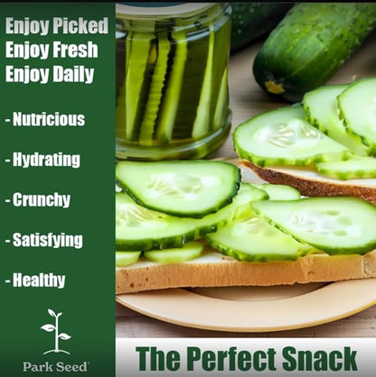 Park Seed Variety of Cucumber Seeds, Planting Cucumbers, Vegetable Seeds, Easy to Grow, Non-GMO, Perfect for Harvesting, Mini-Me F1 Organic, Pack of 10