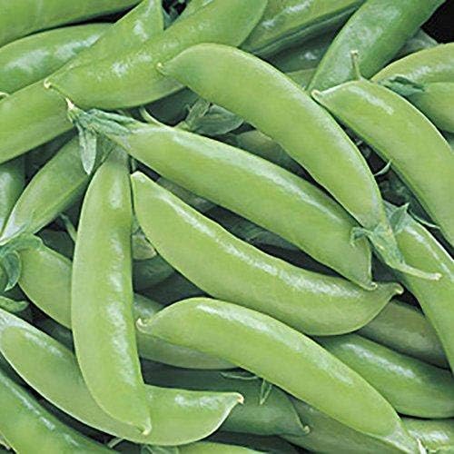 Park Seed Stir Fry Vegetable Seed Collection – Non-GMO Garden Kit with Broccoli, Snap Peas, Carrots, Sweet Peppers & Green Onions – Nutrient-Dense Superfoods for Cooking, Total of 1,605 Seeds