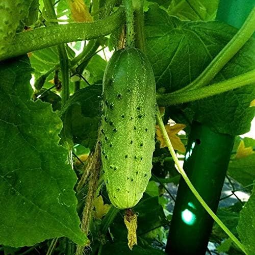 Seeds Cucumber Rodnichok F1 Pickling Heirloom Vegetable Non GMO
