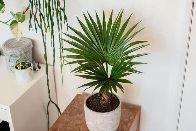 GARDENERA Palm Tree Potting Mix - The Ultimate Soil for Strong and Healthy Palms - Top Choice for Palm Tree Growers ? [20 Quart Bag]